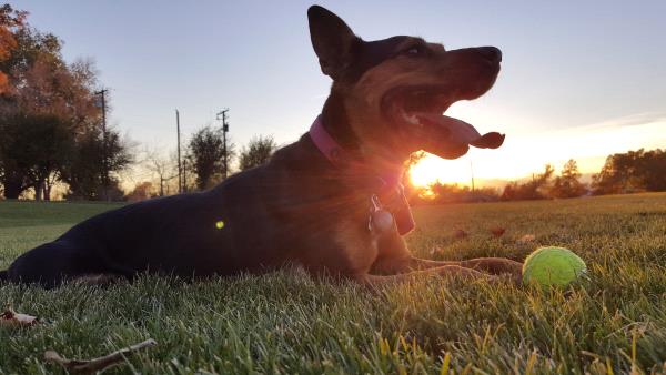 /Images/uploads/Humane Society of Utah/HSUCalendar/entries/775thumb.jpg